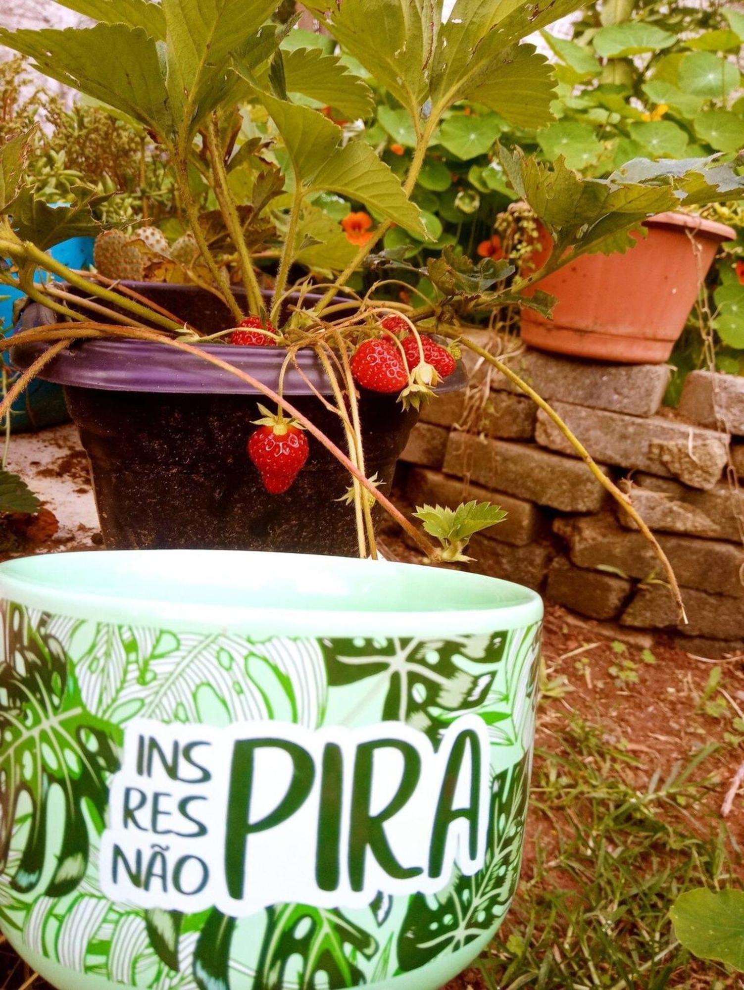 Villa Agape - Chapada Dos Veadeiros Alto Paraíso de Goiás Eksteriør billede